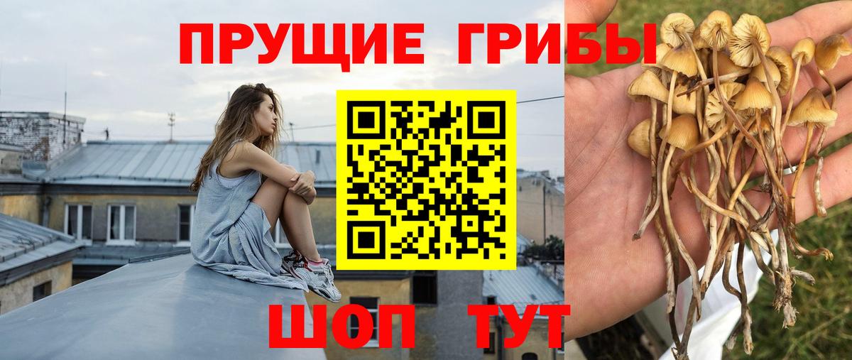 Псилоцибиновые грибы Psilocybine cubensis Рославль